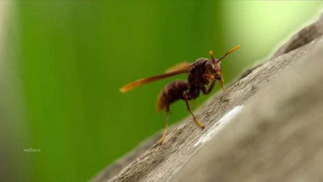 isaiDub.io - Outlast The Jungle 2026 Season 01 (Epi 01) (1080p HD).mp4