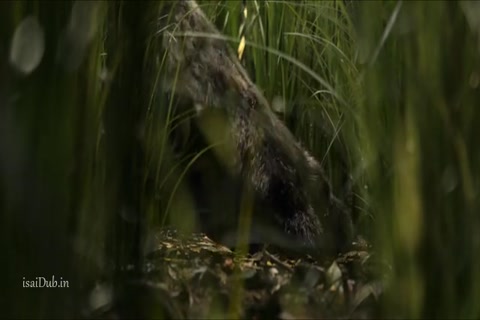 Mowgli HD Sample.mp4