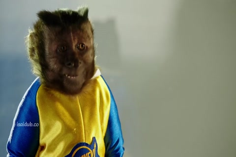 Monkey Up 2016 720p HD Sample.mp4