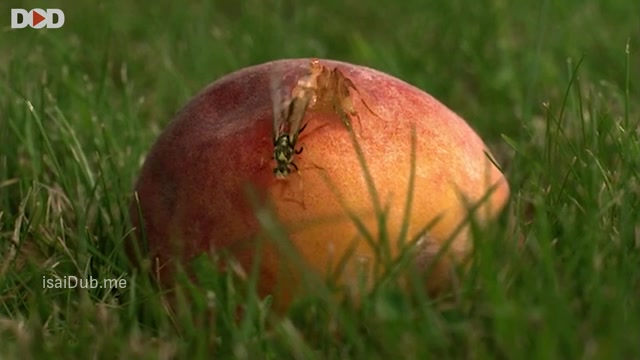 Black Swarm 2007 360p HD.mp4